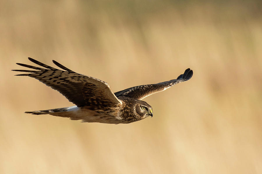 Northern Harrier, female Photograph by Linda Shannon Morgan