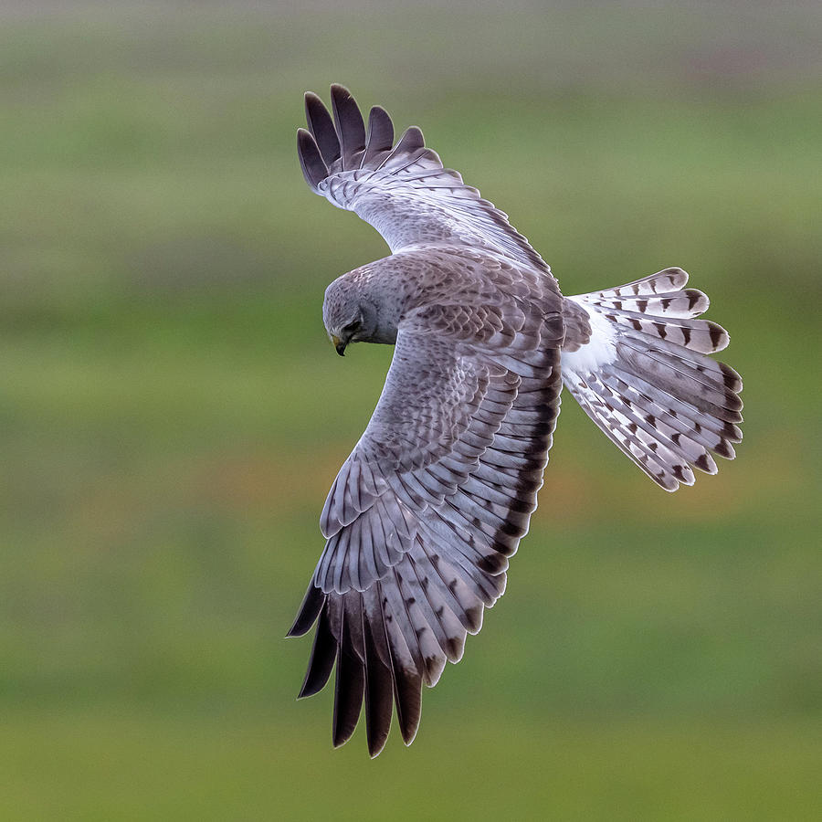 Northern Harrier Hawk in Flight Photograph by Sqwhere Photo