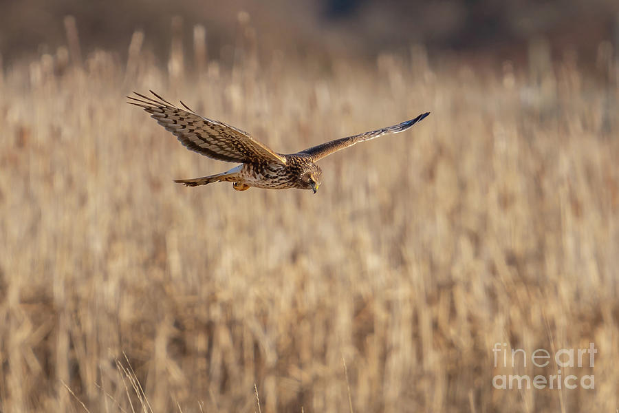 Northern Harrier Hunting at Sunrise Photograph by Nancy Gleason