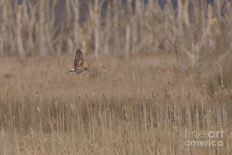 Spring Photograph - Northern Harrier Hunting in a Wetland by Nancy Gleason
