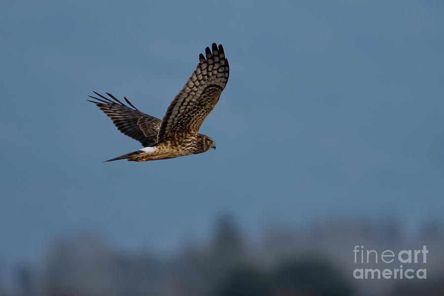 Northern Harrier Hunting in Winter Photograph by Nancy Gleason
