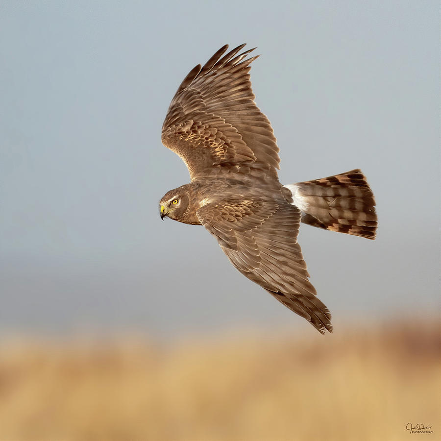 Northern Harrier Hunting Photograph