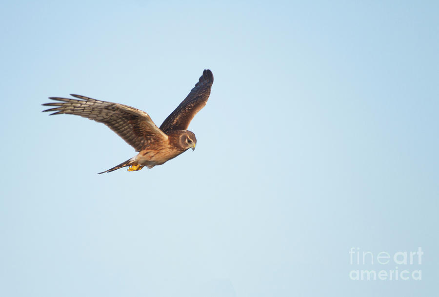 Northern Harrier In A Clear Sky Photograph
