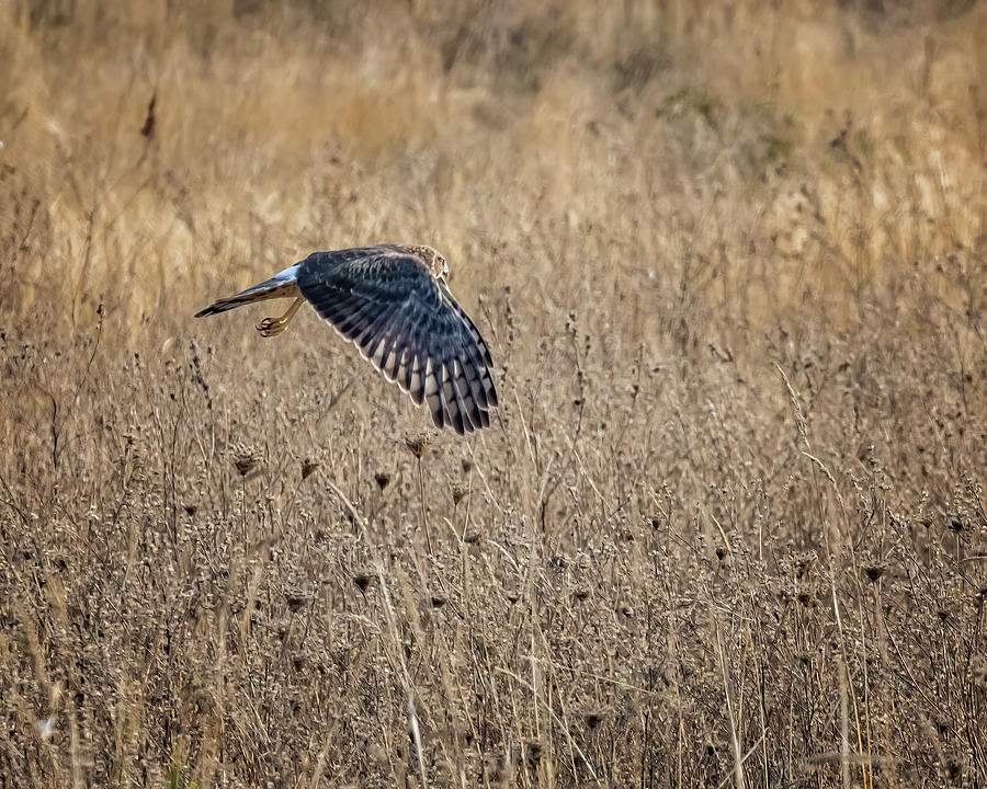 Northern Harrier in flight at William Finley Photograph by Belinda Greb