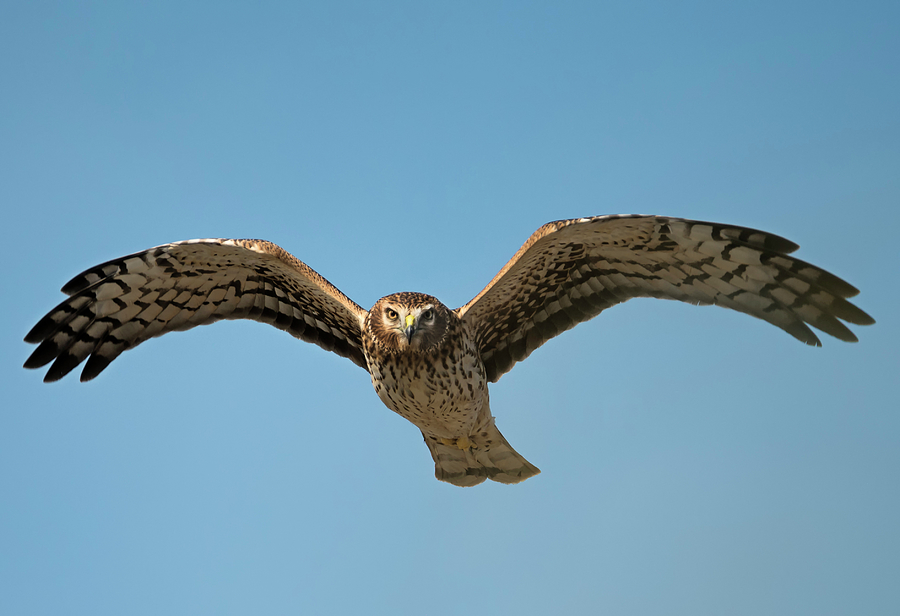 Northern Harrier in Your Face Photograph by Loree Johnson