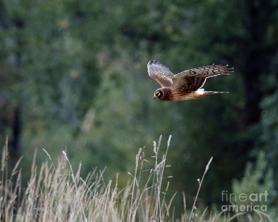 Northern Harrier Photograph by Kristine Anderson