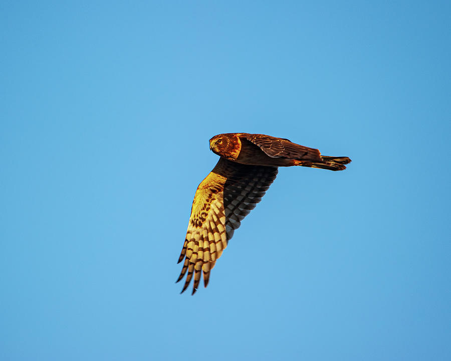 Northern Harrier Late Evening Light Photograph by Jeff Phillippi