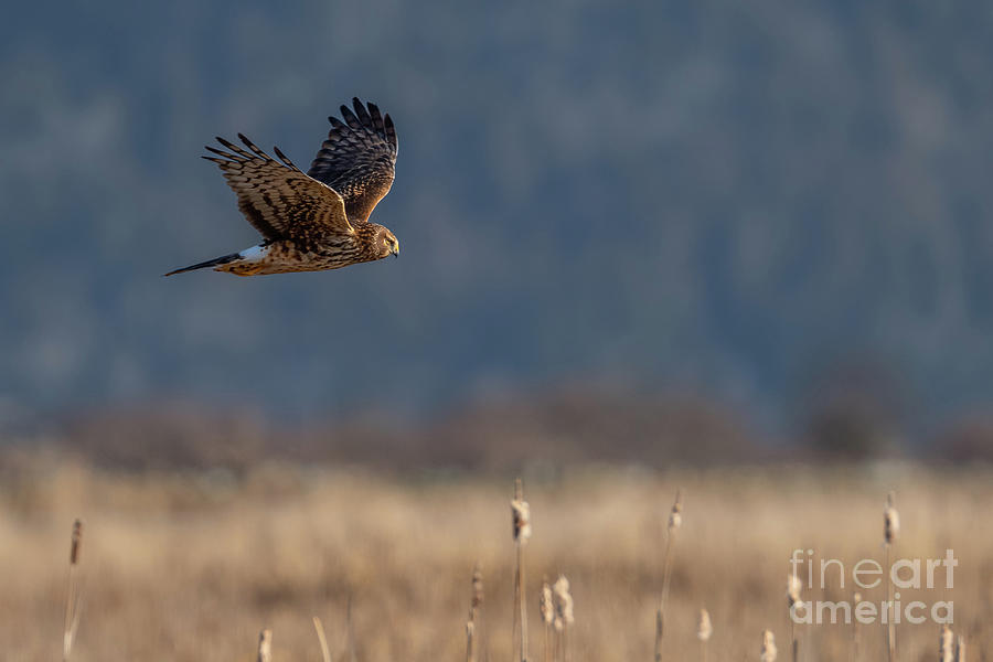 Northern Harrier over Cattails Photograph by Nancy Gleason