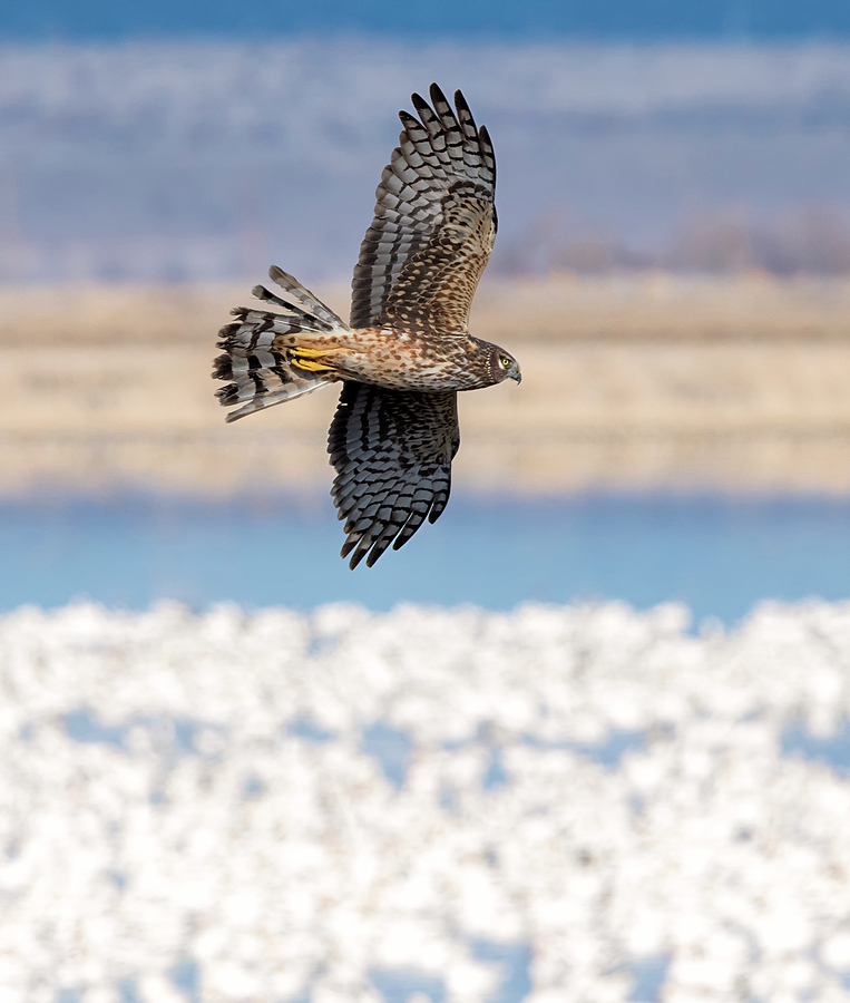 Northern Harrier over Snow Geese Photograph by Loree Johnson