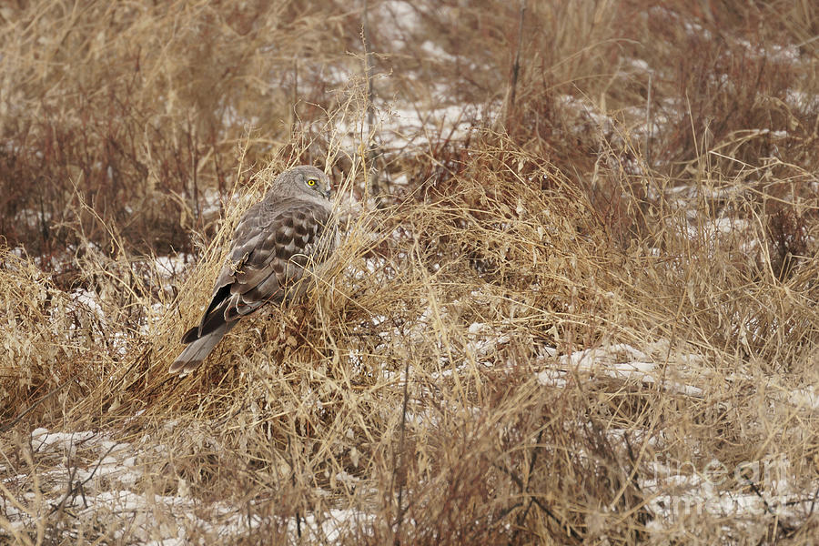 Winter Photograph - Northern Harrier Perched in Marsh Grass by Nancy Gleason