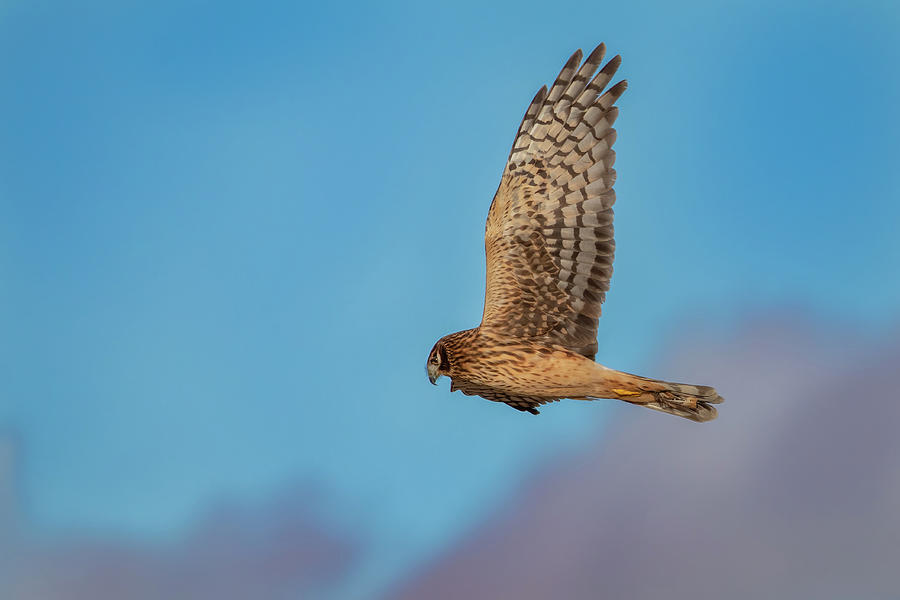 Northern Harrier Photograph by Randy Robbins