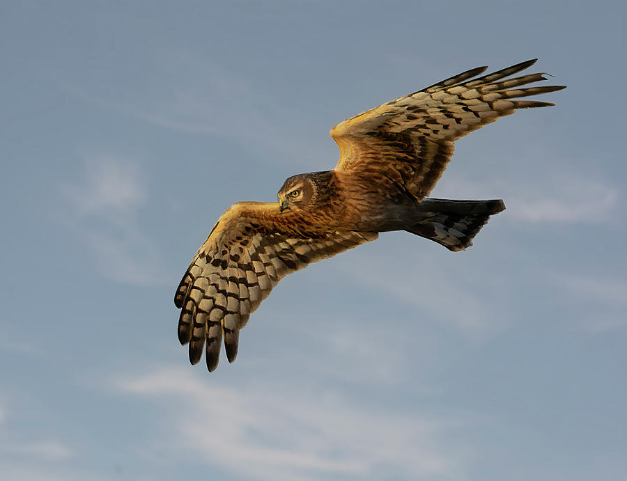 Northern Harrier Photograph by Wade Aiken