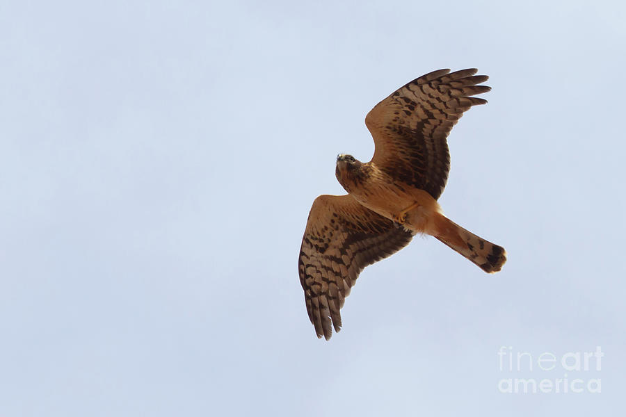 Northern Harrier Wing Display  Photograph by Ruth Jolly