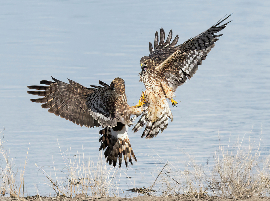Northern Harriers Fighting Photograph by Loree Johnson