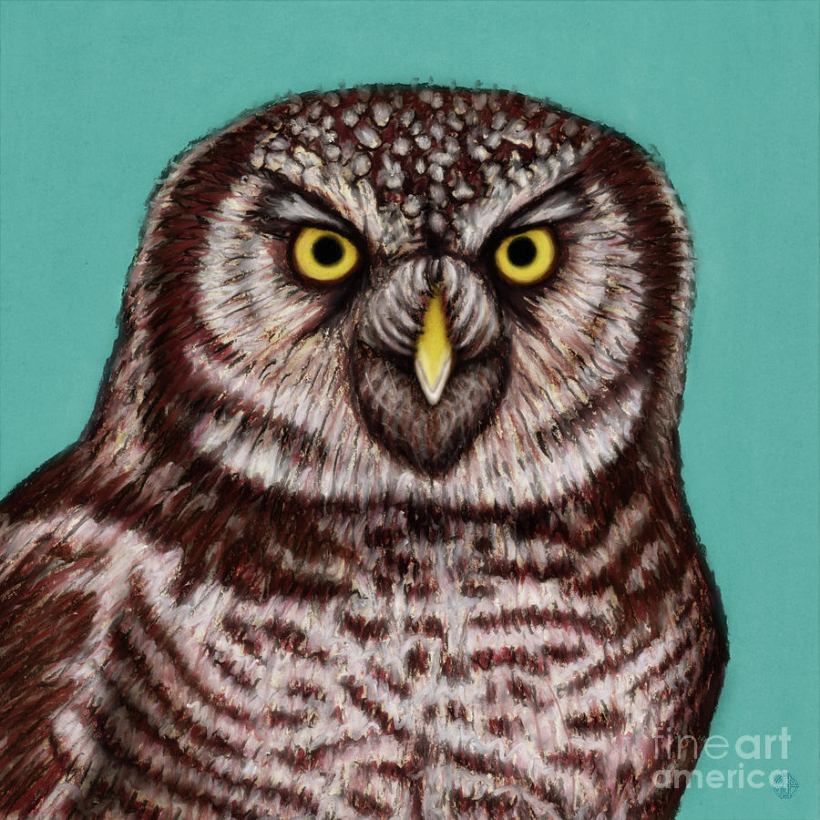 Northern Hawk Owl Painting by Amy E Fraser