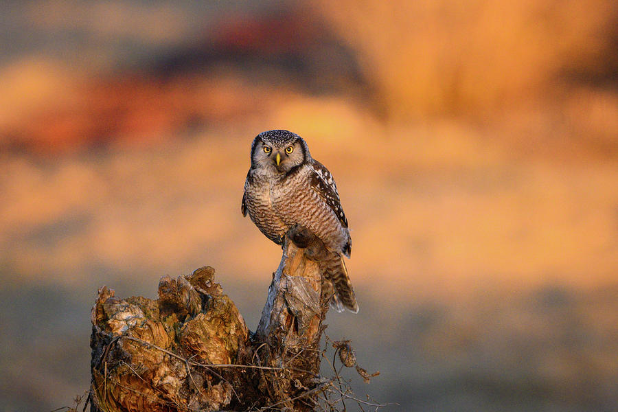 Northern Hawk Owl at the Golden Hour Photograph by Julie Barrick