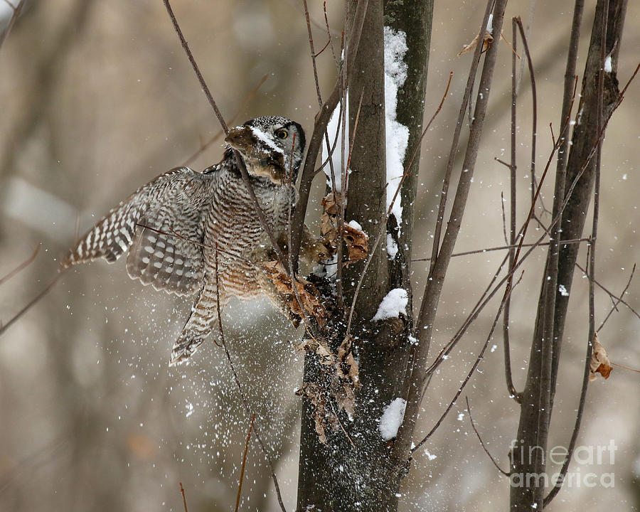 Northern Hawk Owl cache retrieval  Photograph by Heather King