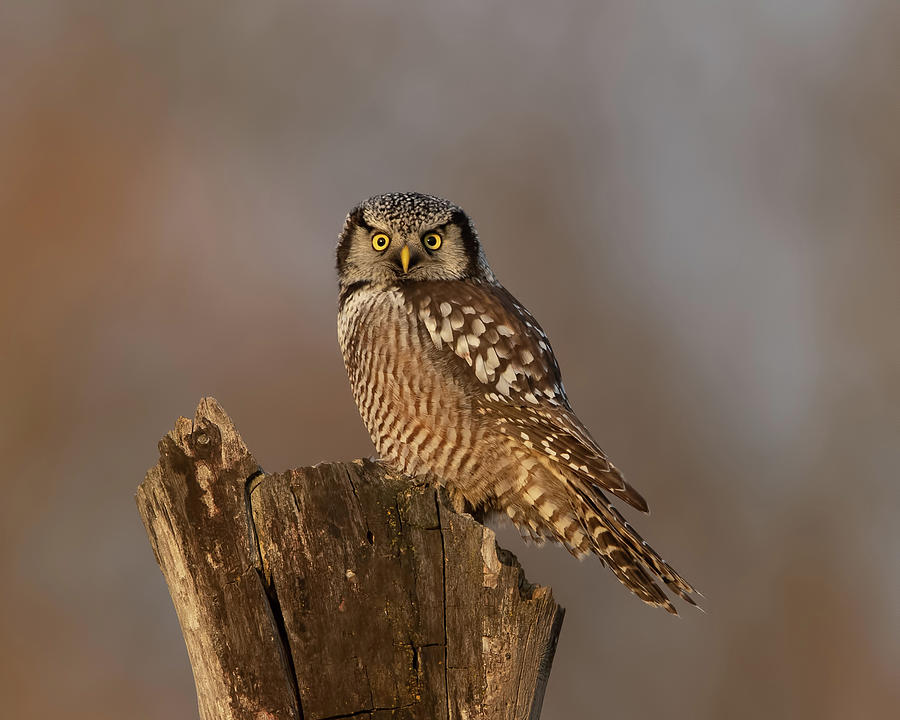 Northern Hawk Owl Photograph by CR Courson
