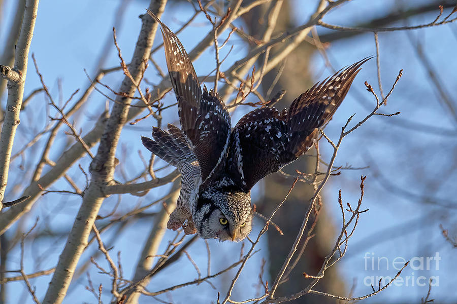 Northern Hawk Owl Dive Photograph by Matt Rohlader