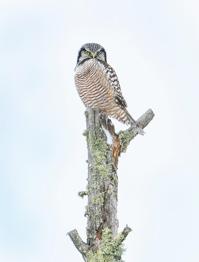 Northern Hawk Owl Photograph by Judi Dressler