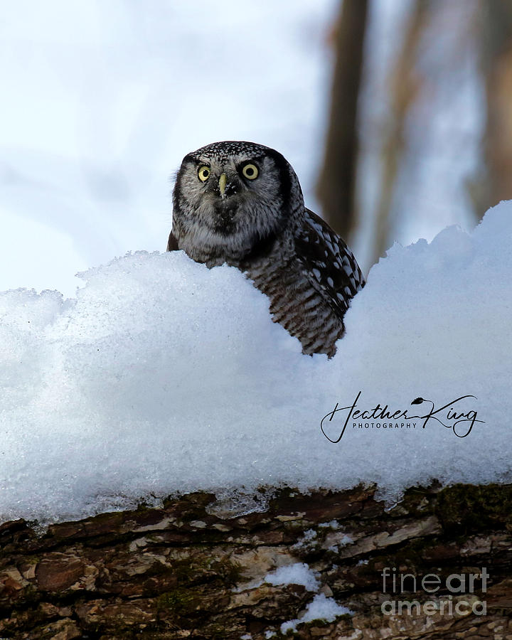 Northern Hawk Owl plays in the snow Photograph by Heather King
