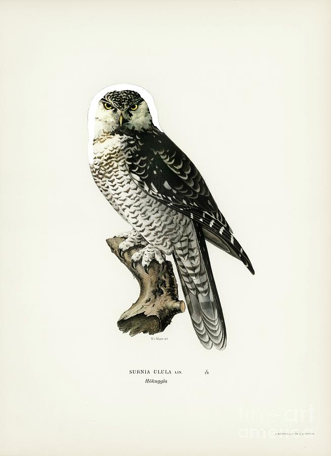 Northern hawk-owl SURNIA ULULA illustrated by the von Wright