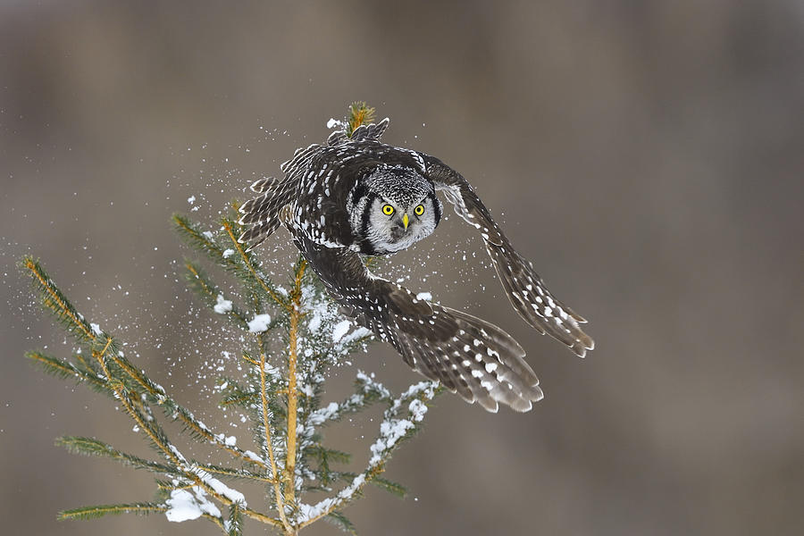 Northern Hawk Owl, surnia ulula, rare bird in flight Photograph by Pchoui
