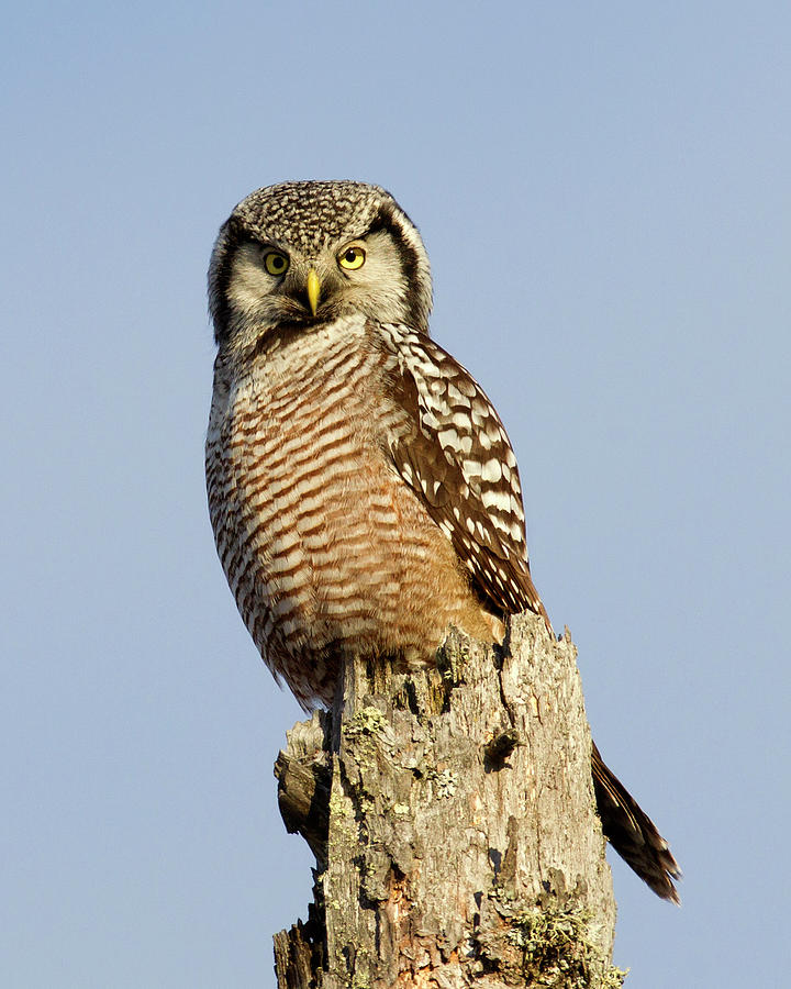 Owl Photograph - Northern Hawk Owl by Timothy McIntyre