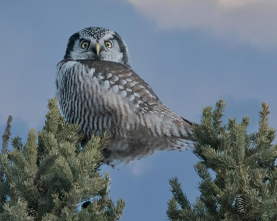 Northern Hawk Owl Photograph by Wade Aiken