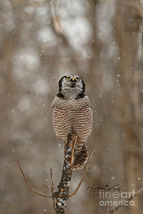 Northern Hawk Owl watches falling snow Photograph by Heather King