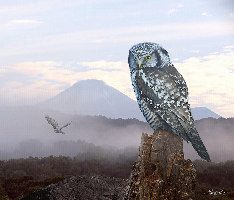 Northern Hawk Owls at Daybreak Digital Art by Spadecaller