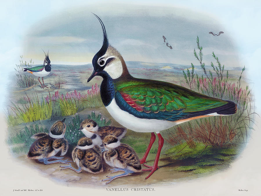 Northern Lapwing, Lapwing Vanellus Cristatus Bird Print By Hc Richter, Birds Of Great Britain Painting