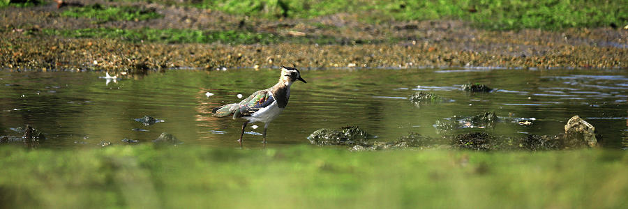Northern lapwing, Vanellus vanellus Photograph by Frederic Bourrigaud