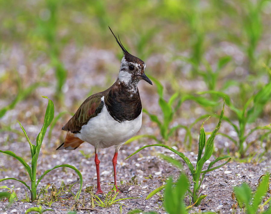 Northern Lapwing, Vanellus vanellus, in a field, Moro island, Denmark Photograph by Elenarts - Elena Duvernay photo