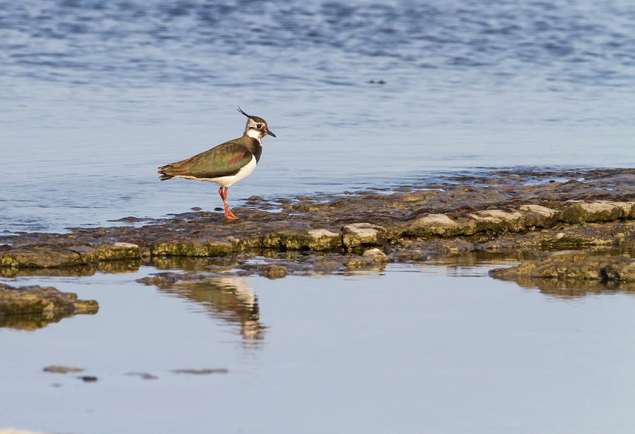 Northern lapwing, Vanellus vanellus, walking on the baltic sea s Photograph by Elenarts - Elena Duvernay photo