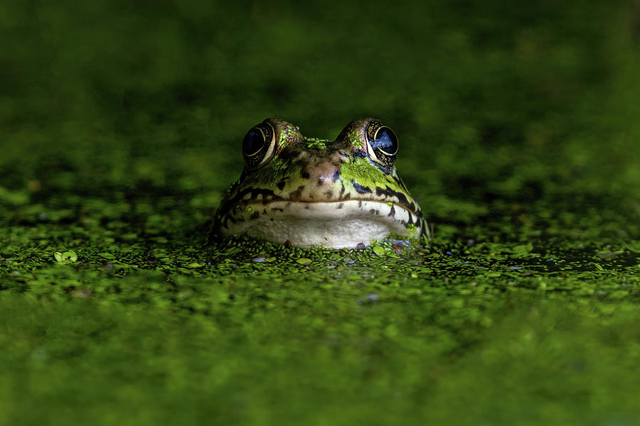 Northern Leopard Frog  Photograph by Martina Abreu