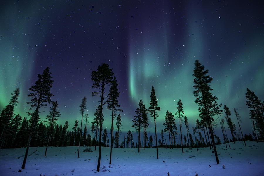 Northern Lights in the Trees Photograph by Dave Moorhouse