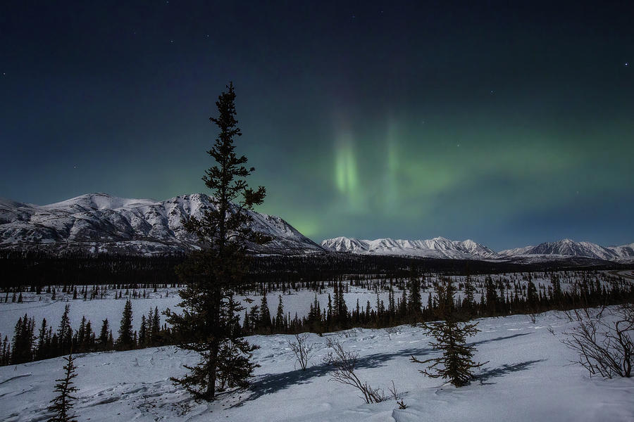 Northern Lights over Denali Range Photograph by Alex Mironyuk