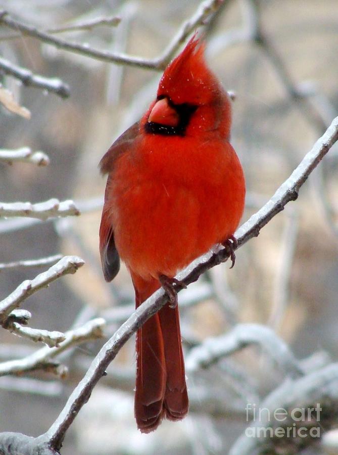 Northern Male Cardinal Photograph by Janette Boyd