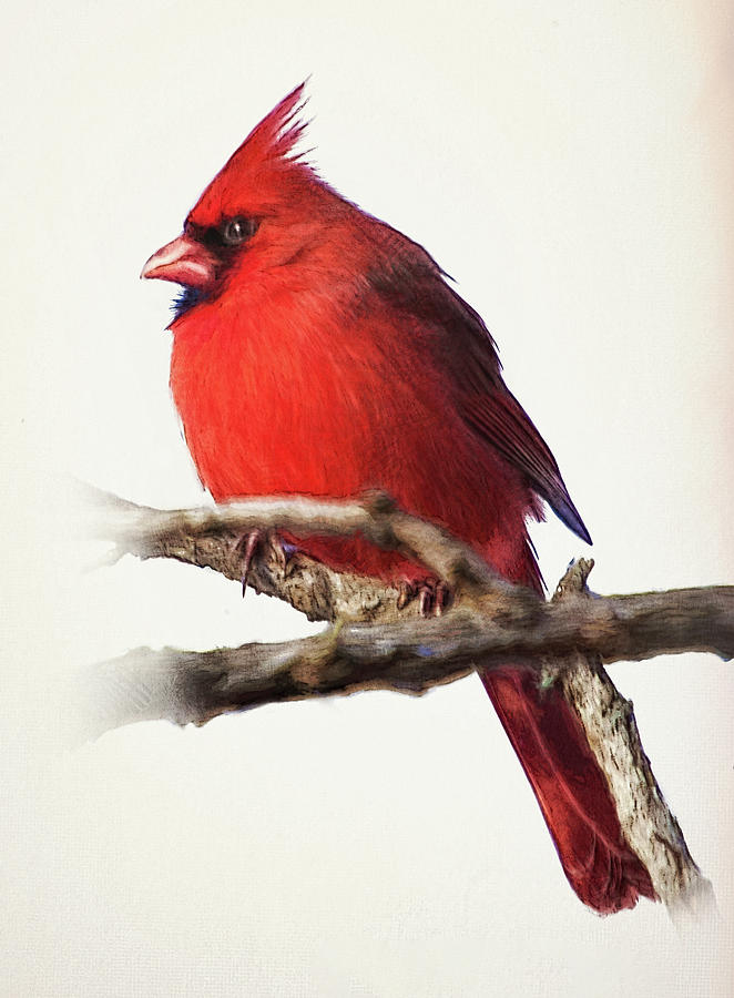 Northern Male Cardinal Photograph by Reynaldo Williams
