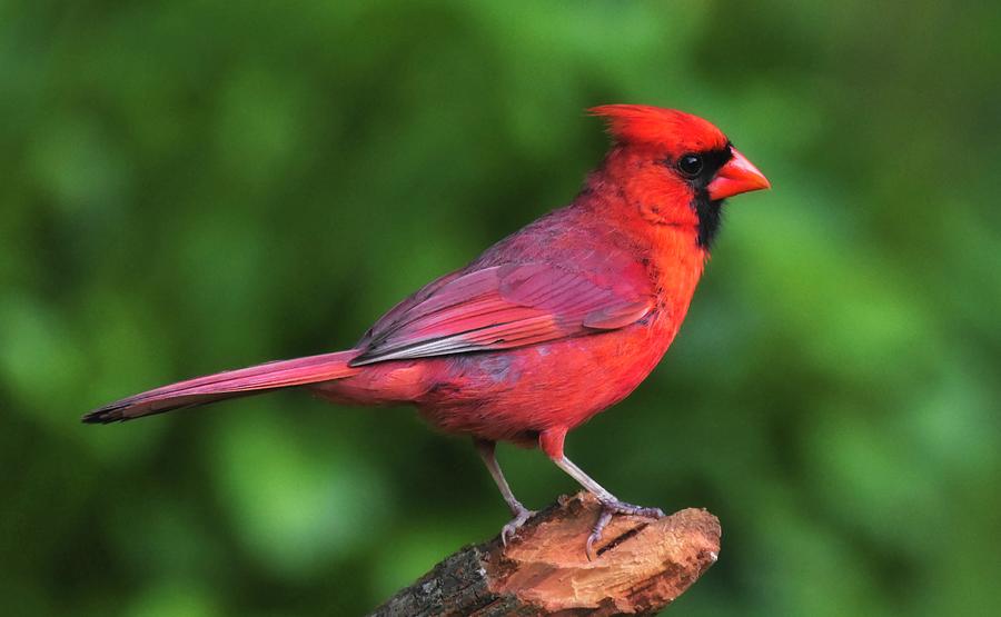 Wildlife Photograph - Northern Male Cardinal by Skitterphoto Jack Bulmer