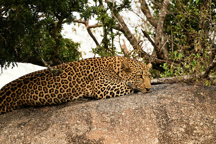 Northern male leopard Photograph by Moodie Shots