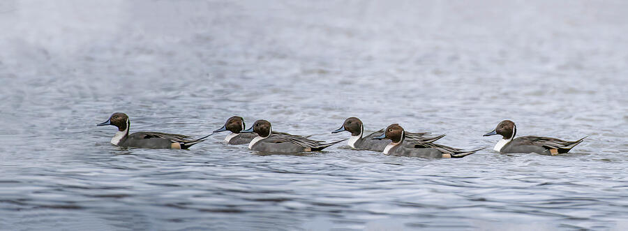 Northern Male Pintail Ducks Photograph by Gordon Ripley