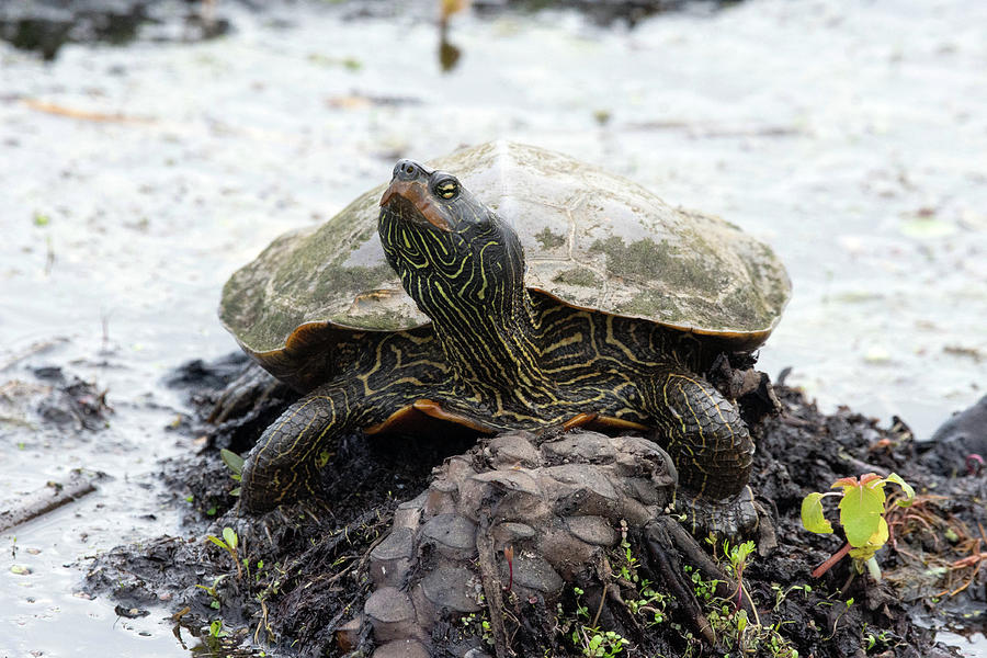 Northern Map Turtle Photograph by Cheryl Dumoulin - Fine Art America