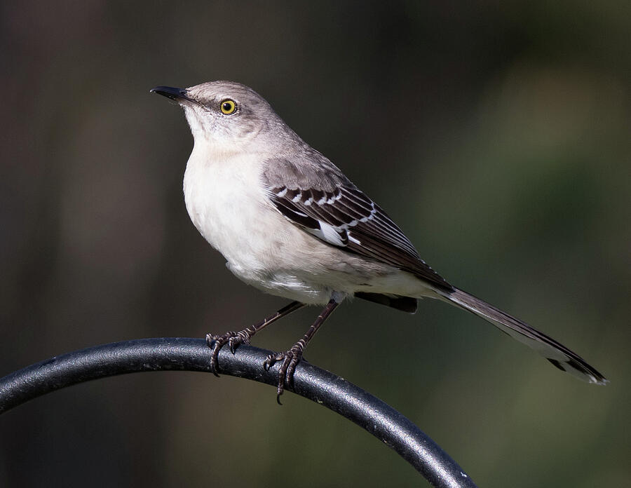 Northern Mockinbird Photograph by William Ryan - Fine Art America