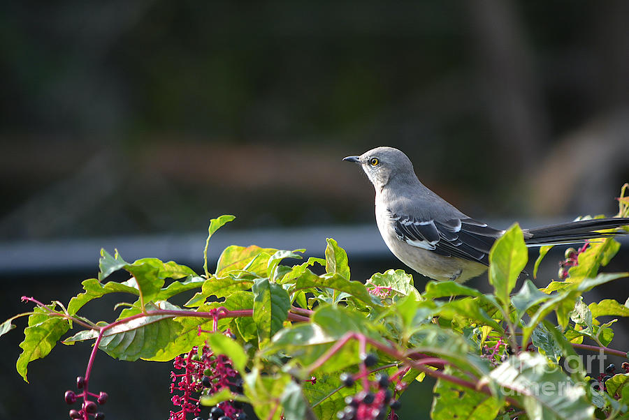 Northern Mocking Bird in September Photograph by Dianne Morgado