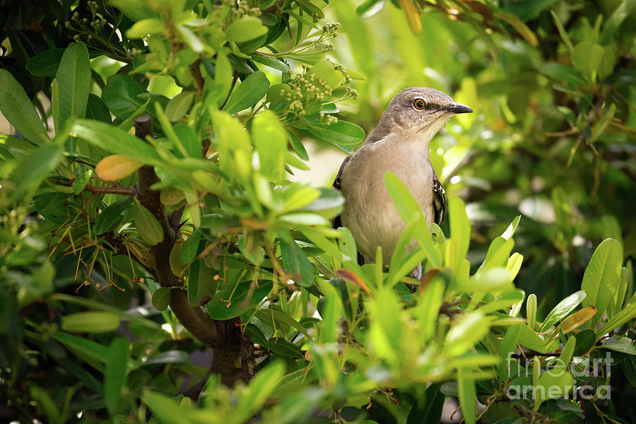 Northern Mockingbird 7989 Photograph by Lawrence Burry