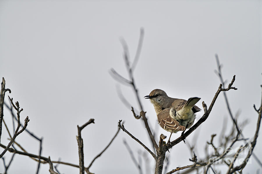 Northern  Mockingbird Photograph by Amazing Action Photo Video