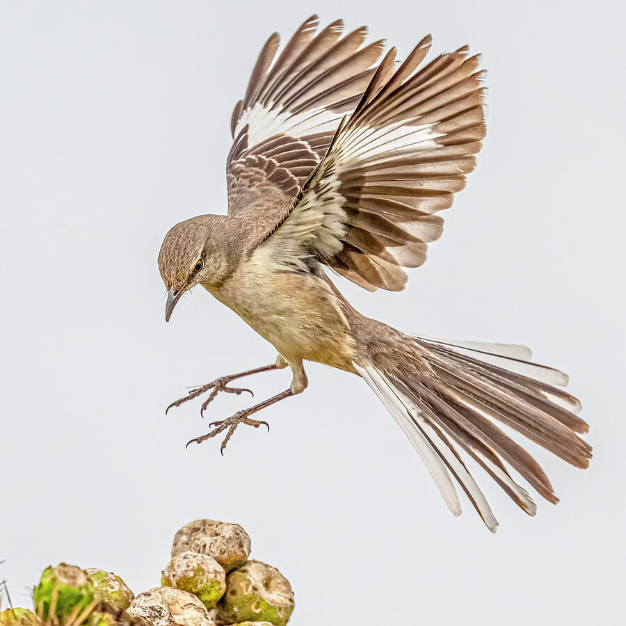 Northern Mockingbird Flight Photograph by Morris Finkelstein - Fine Art ...