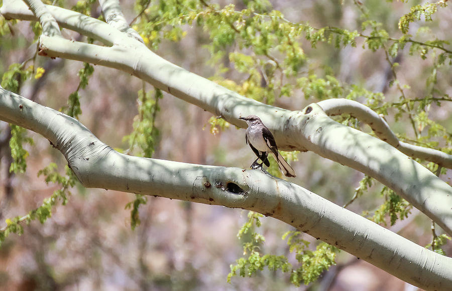 Northern Mockingbird in Palo Verde Tree 1 Photograph by Dawn Richards